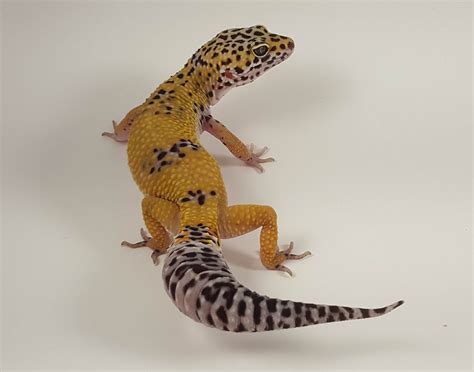 high yellow leopard gecko color.